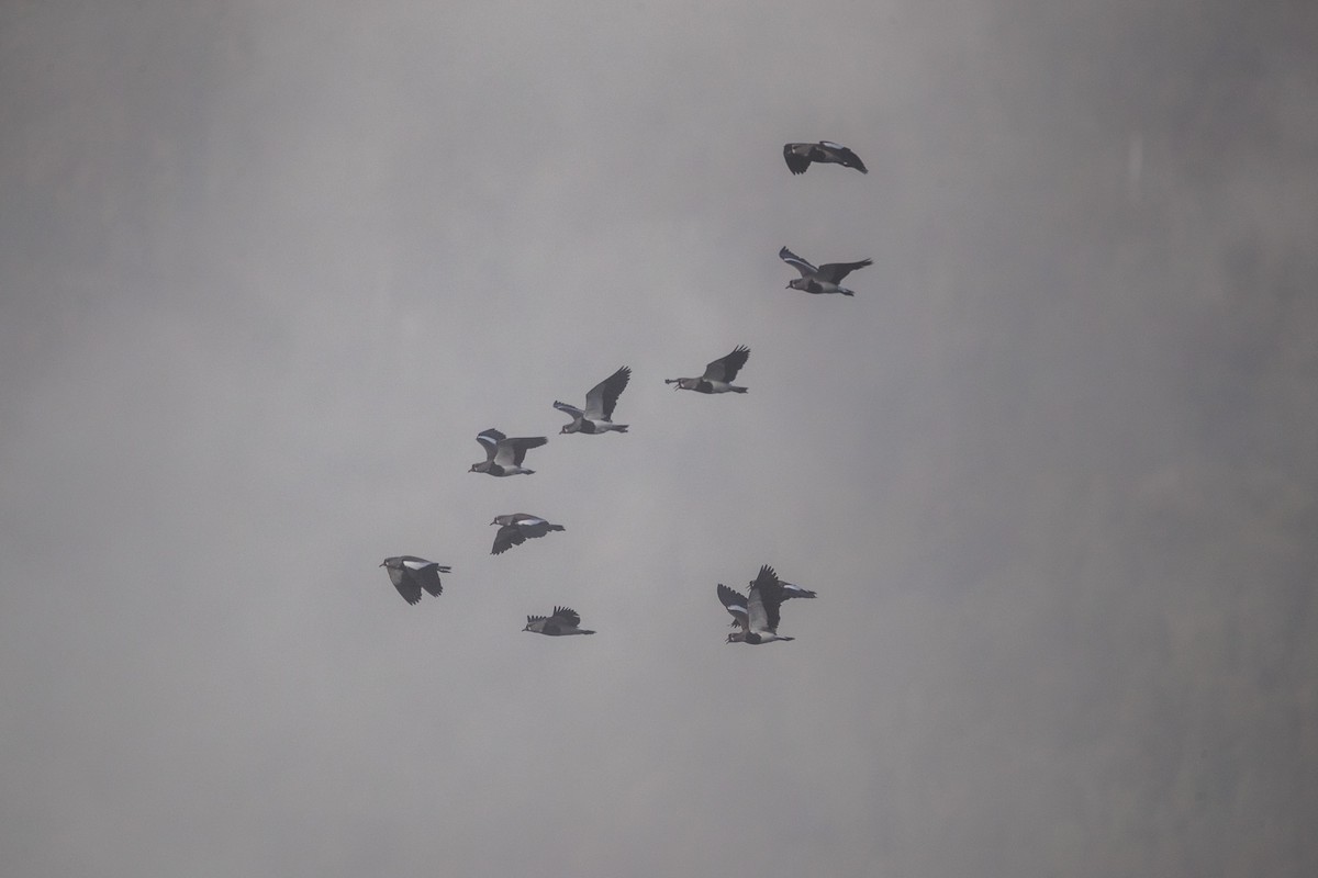 Southern Lapwing - Eduardo Minte