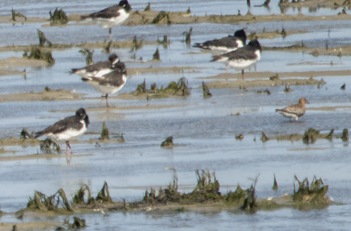 Curlew Sandpiper - ML574797851