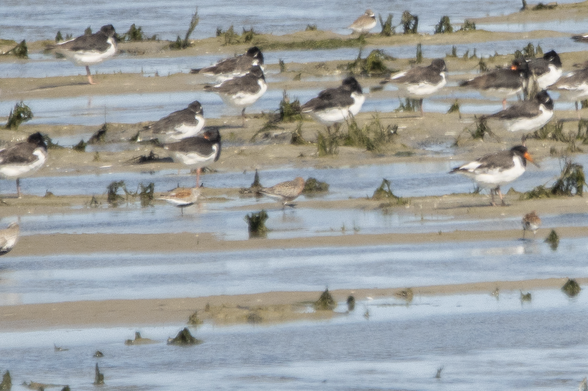 Curlew Sandpiper - ML574797861