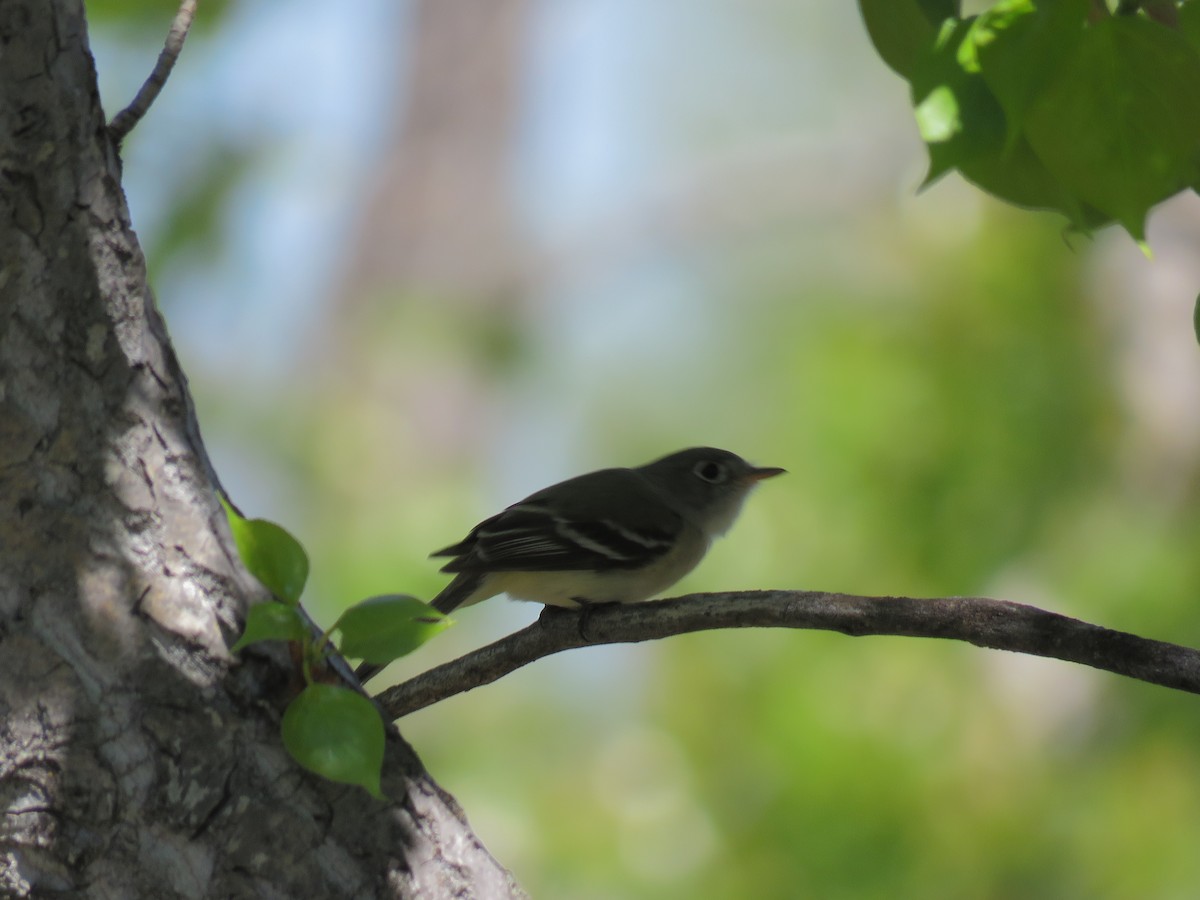 Least Flycatcher - ML574799441