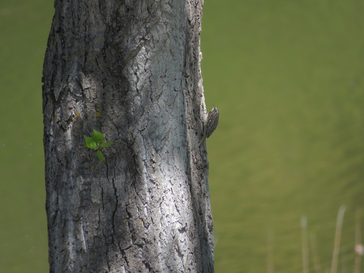 šoupálek americký - ML574799511