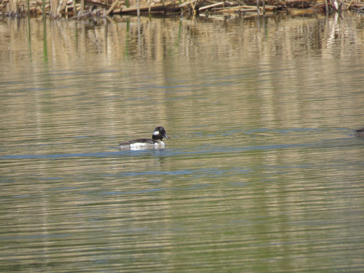 hohol bělavý - ML574799661