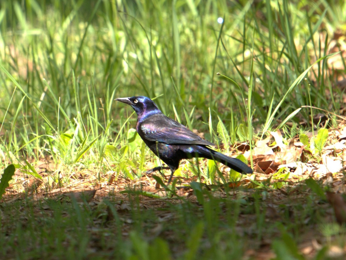 Common Grackle - Lee White