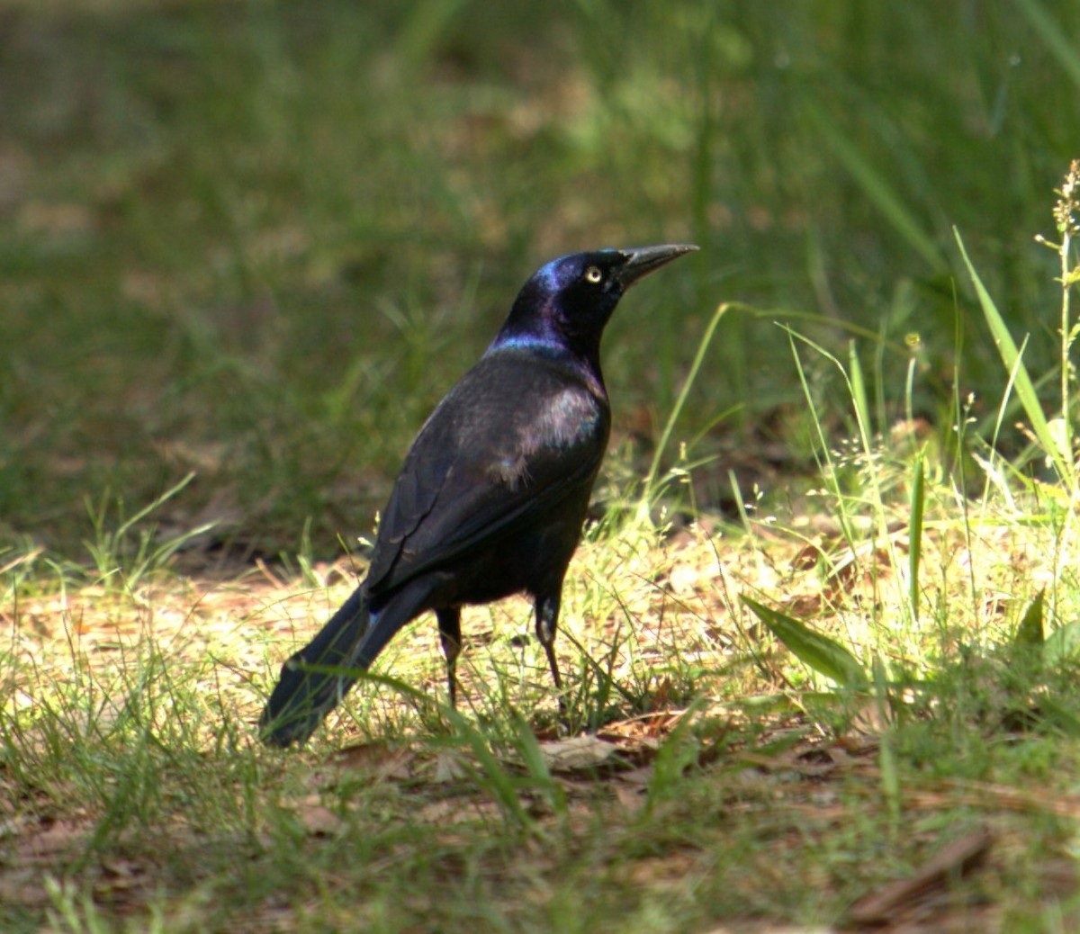 Common Grackle - ML574799711