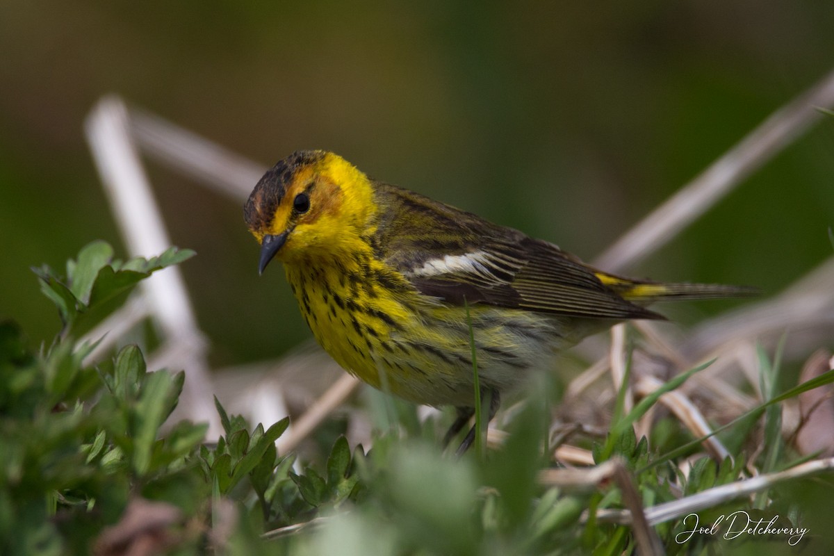 Cape May Warbler - ML574799911