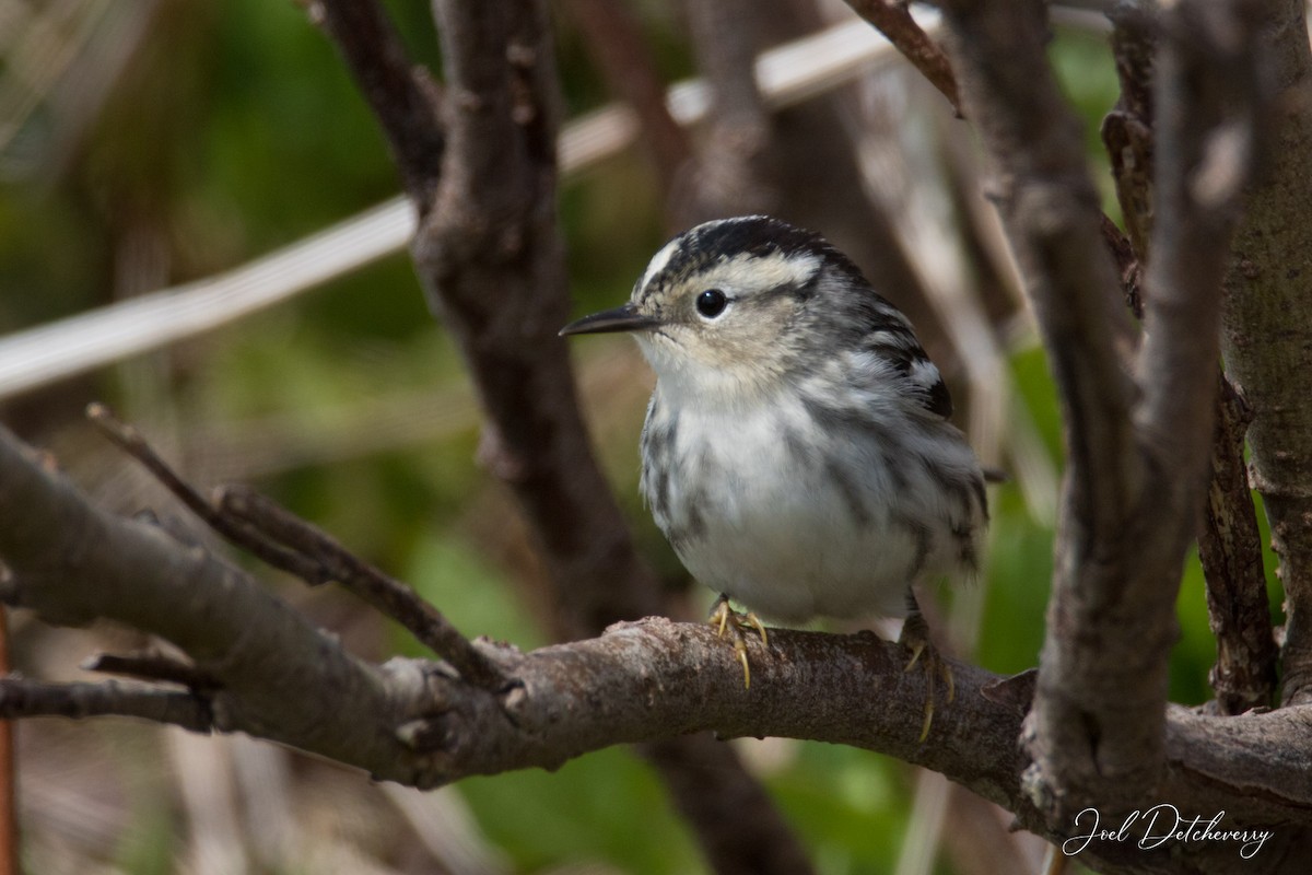 Black-and-white Warbler - ML574799941