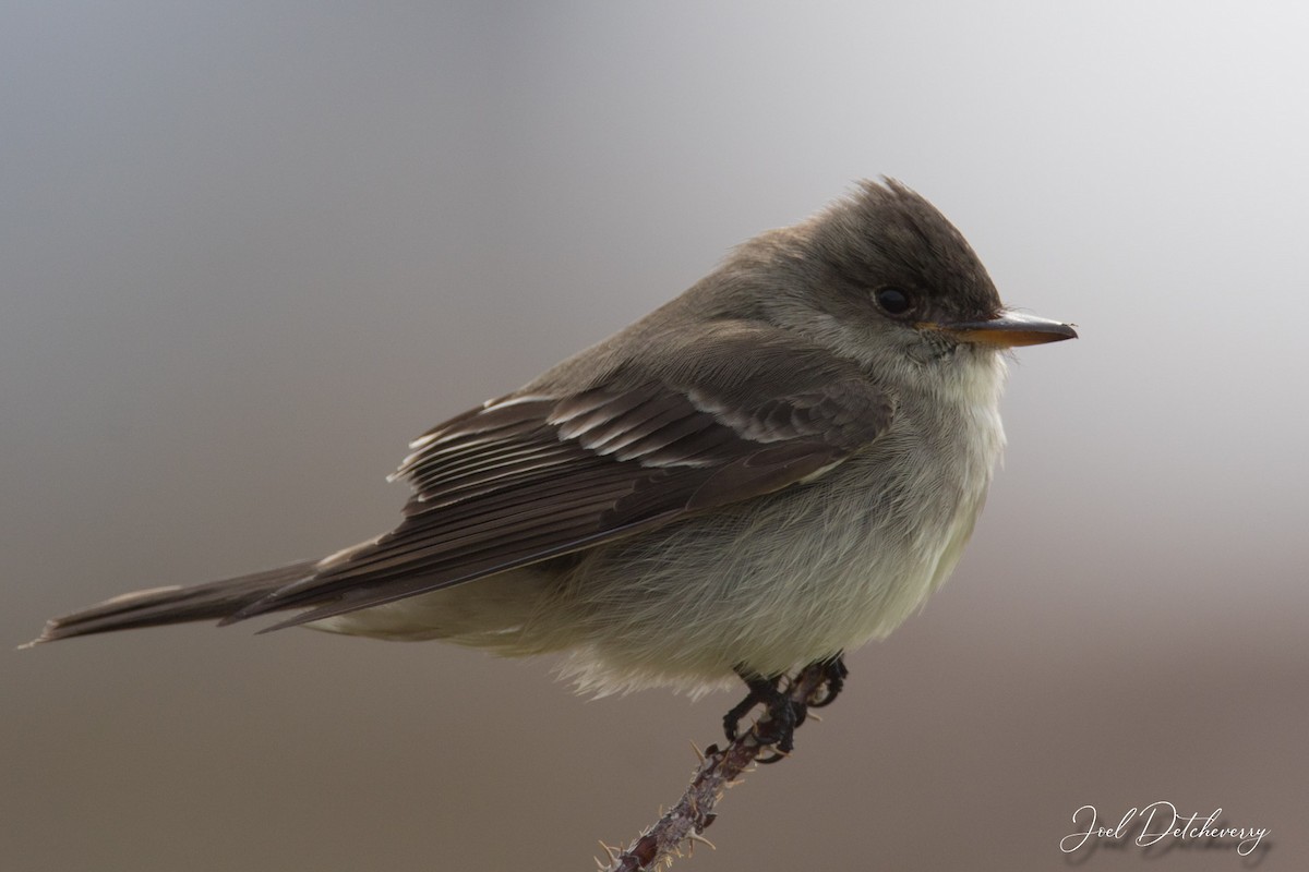 Eastern Wood-Pewee - ML574800091