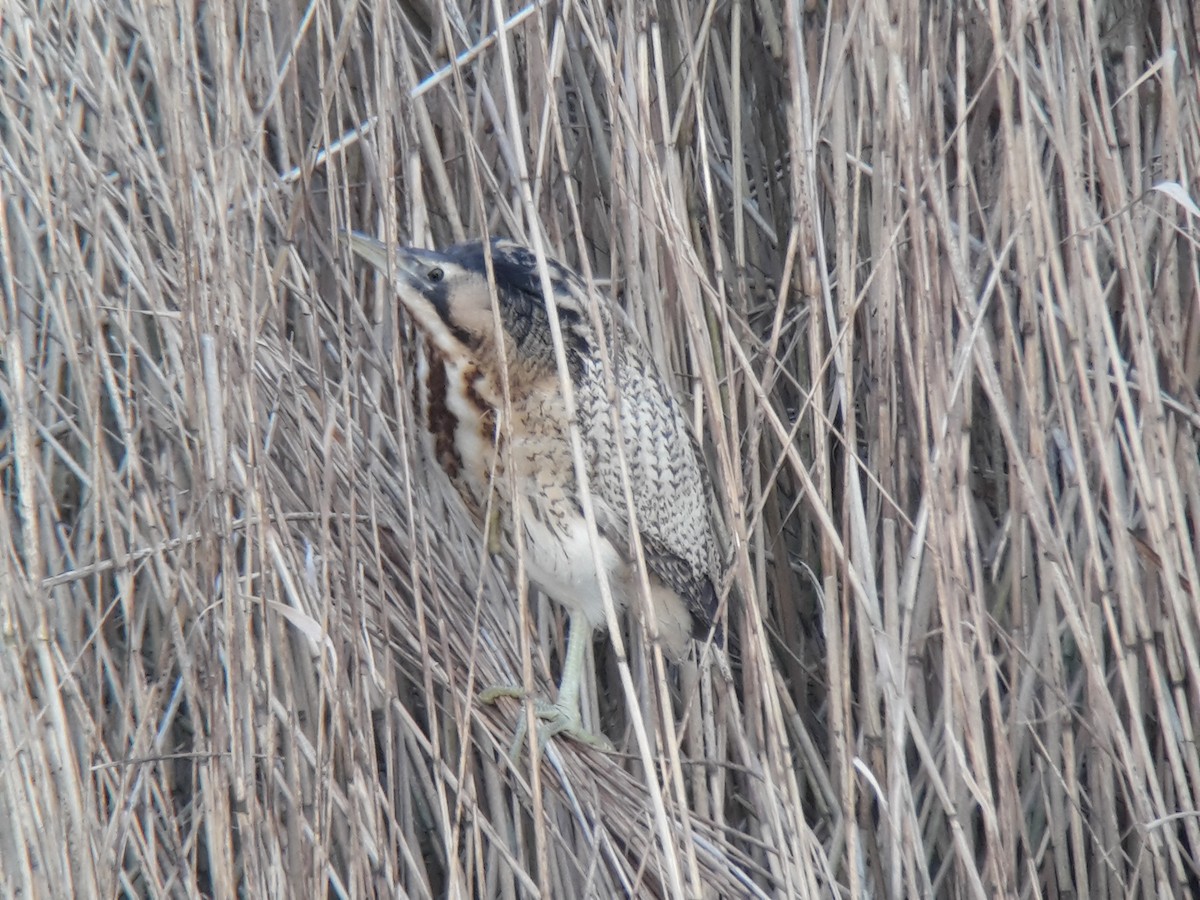 Great Bittern - ML574800311