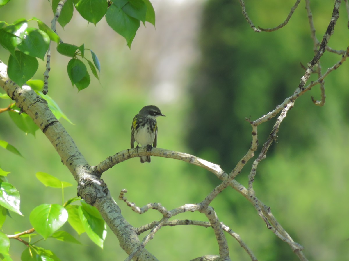 lesňáček žlutoskvrnný - ML574801161