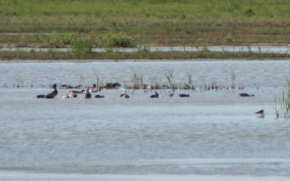 White-cheeked Pintail - ML57480131