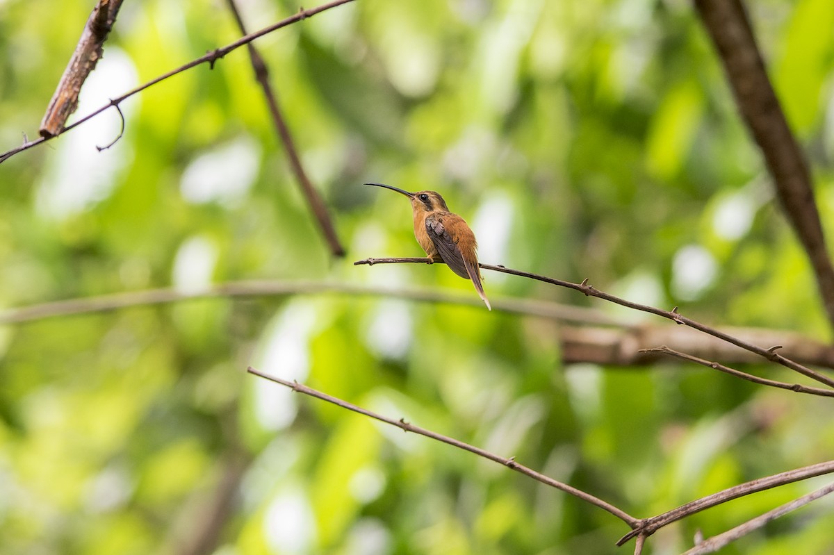 kolibřík malý - ML574803791