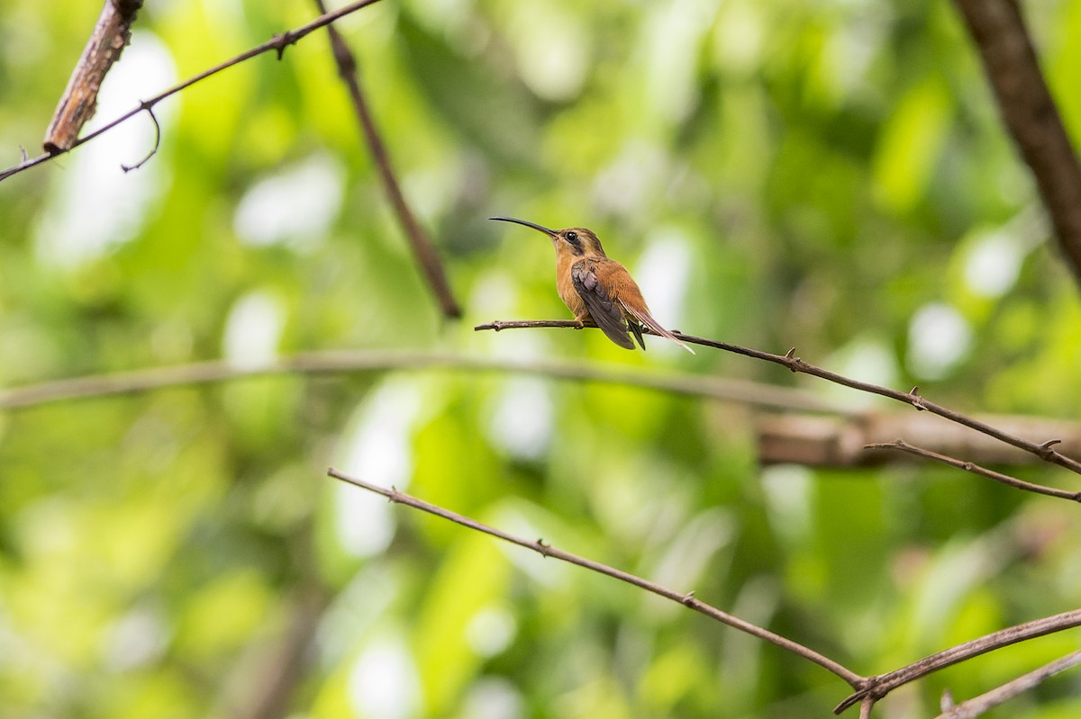 kolibřík malý - ML574803801