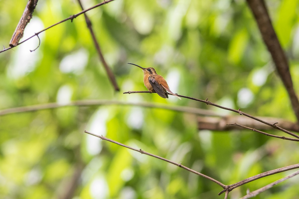 kolibřík malý - ML574803811