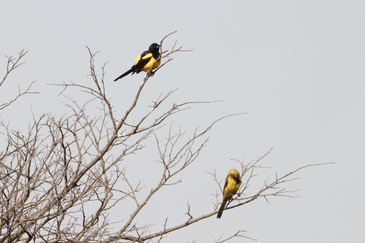 Black-vented Oriole - ML574804231