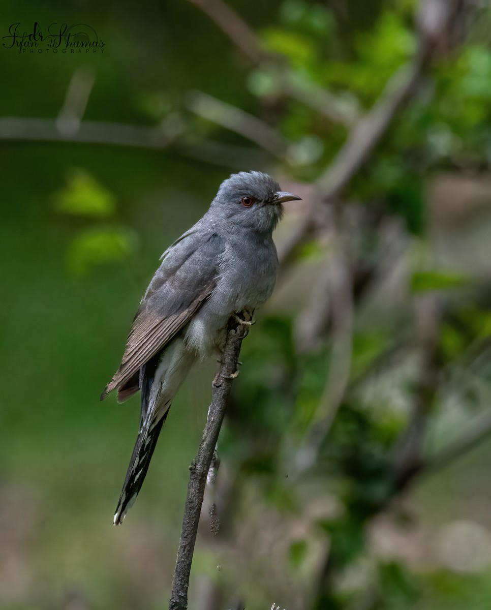 Gray-bellied Cuckoo - ML574804761