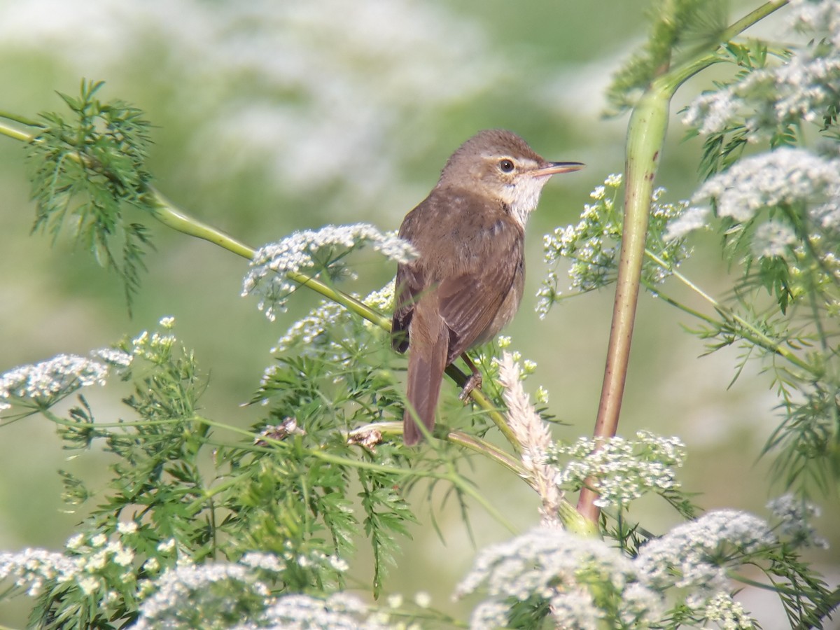 Blyth's Reed Warbler - ML574804991