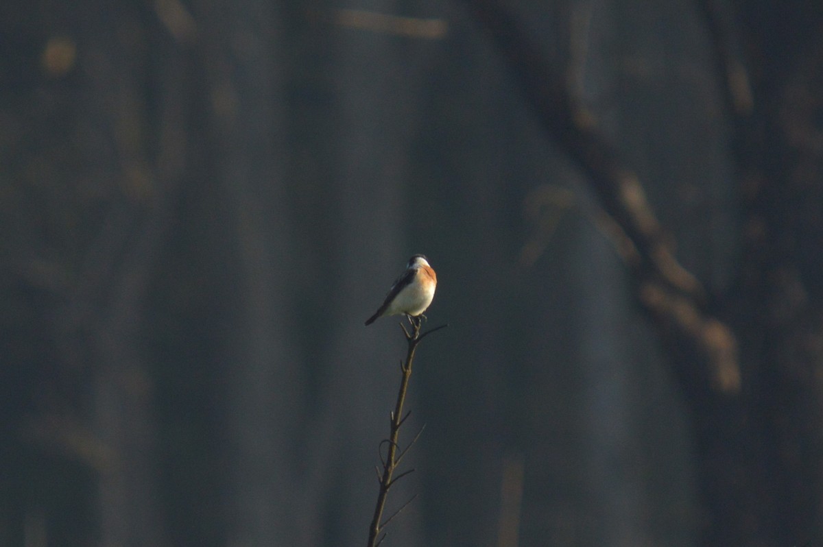 Siberian Stonechat (Siberian) - ML574805711