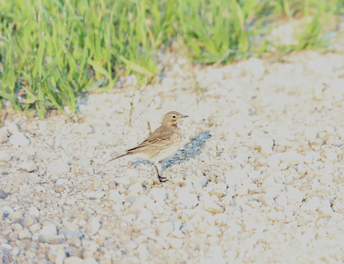 American Pipit - ML574806301