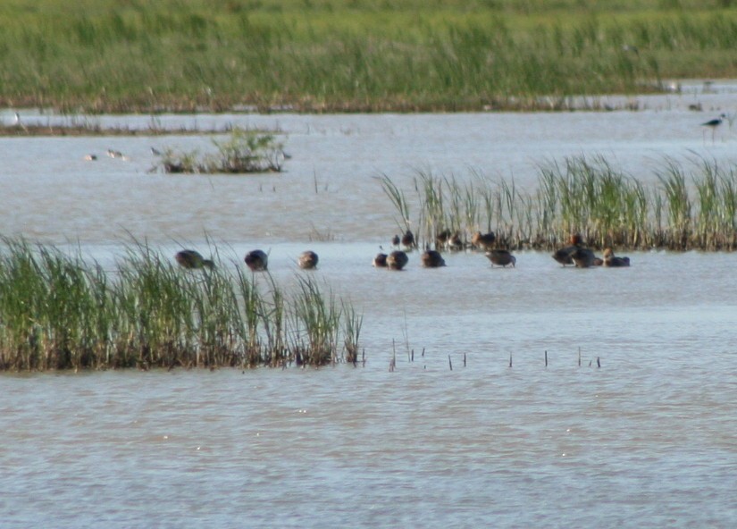 White-cheeked Pintail - ML57480651