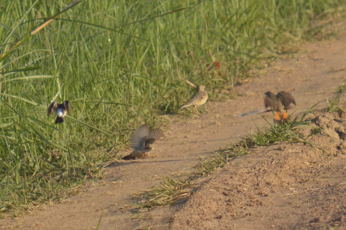 Bluethroat - ML574806761