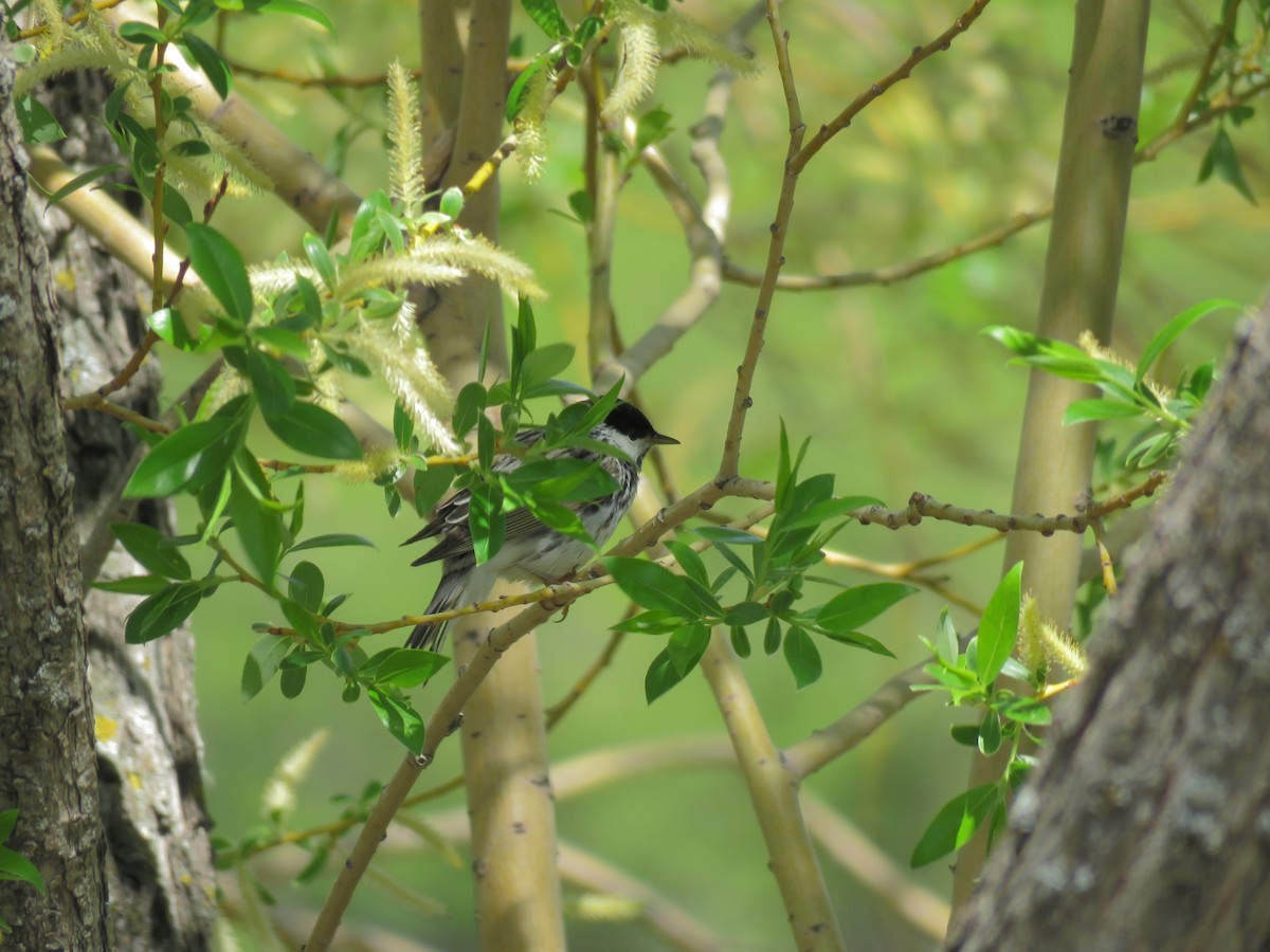 lesňáček černohlavý - ML574807071