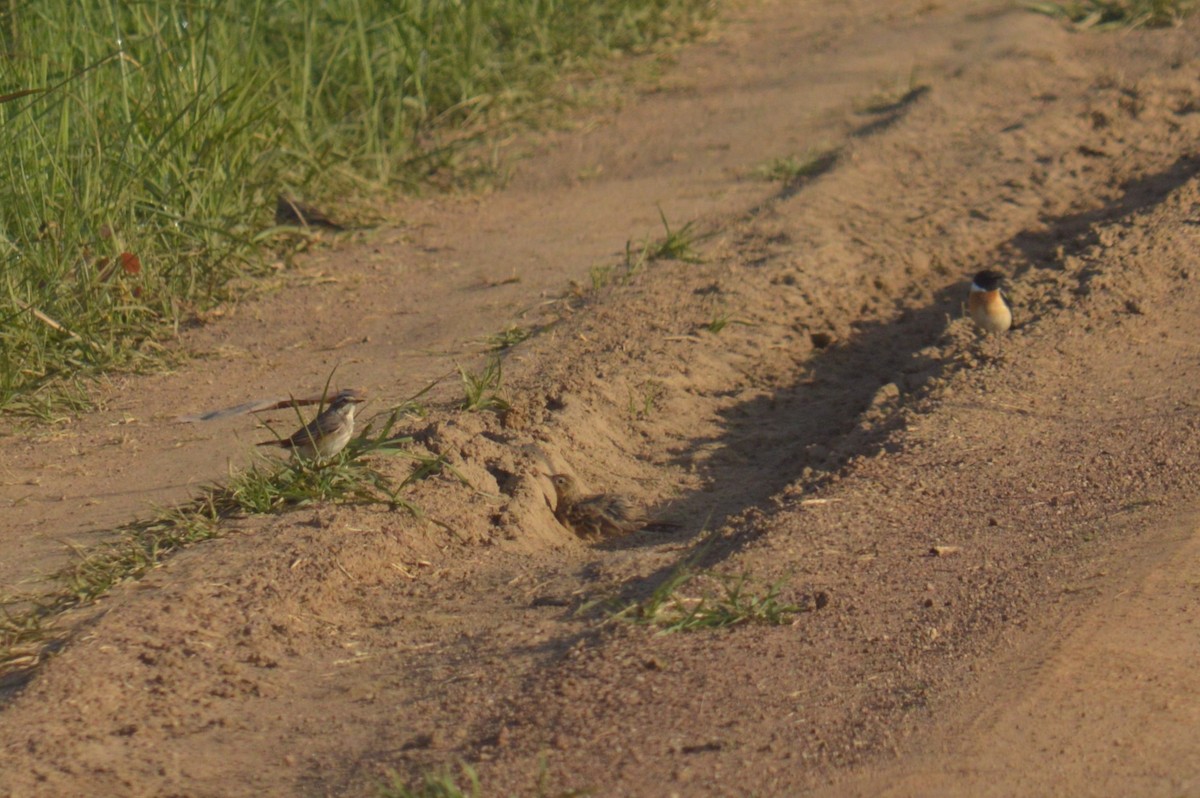 Paddyfield Pipit - ML574807211