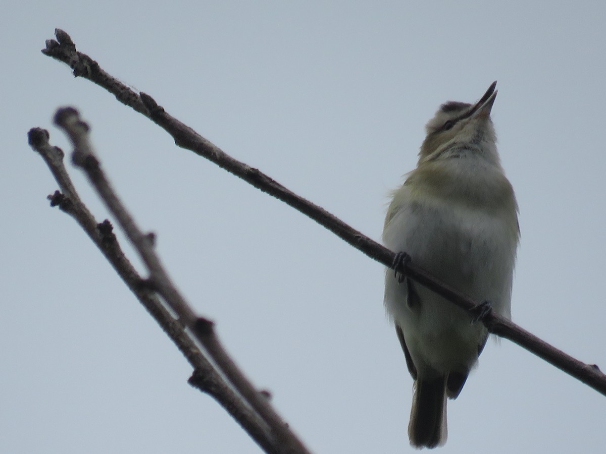 Red-eyed Vireo - ML574807611