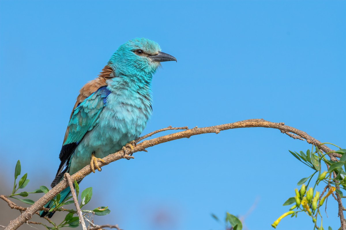 European Roller - Eren Aksoylu