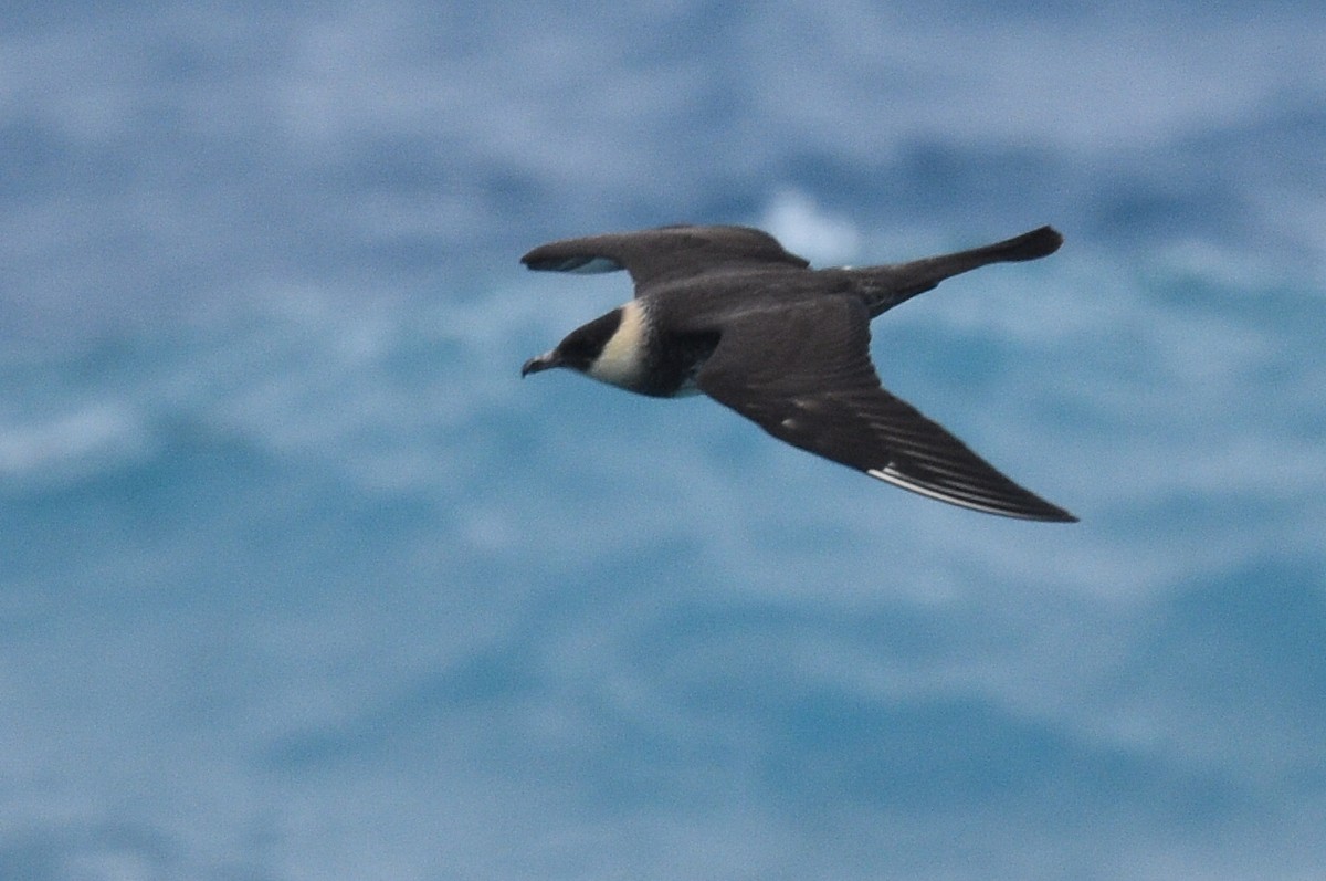 Pomarine Jaeger - Miguel  Mejias