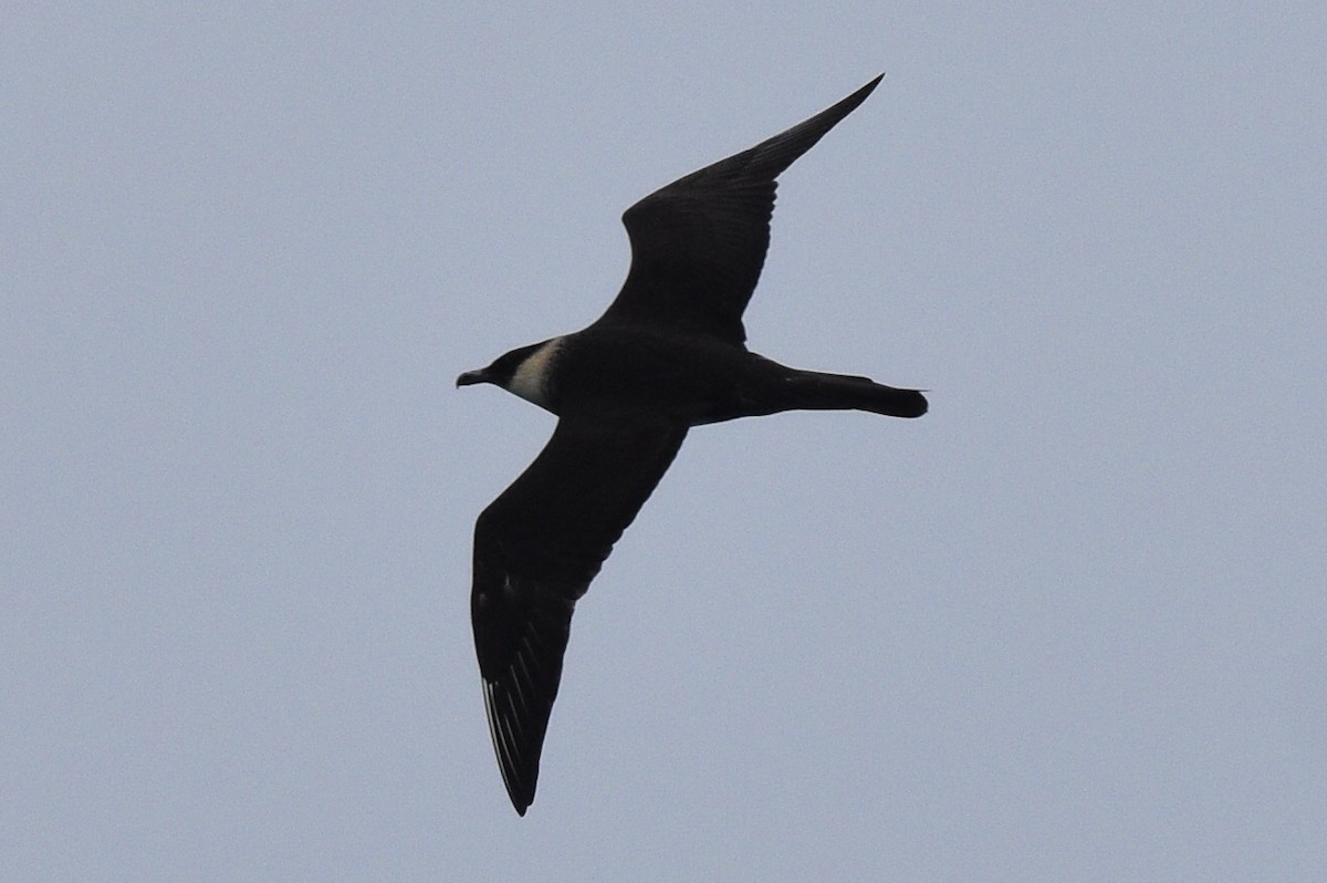 Pomarine Jaeger - Miguel  Mejias