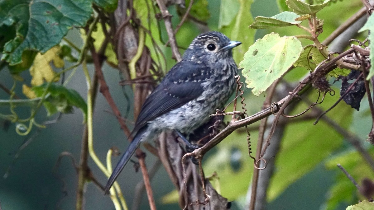 White-eyed Slaty-Flycatcher - ML574807781