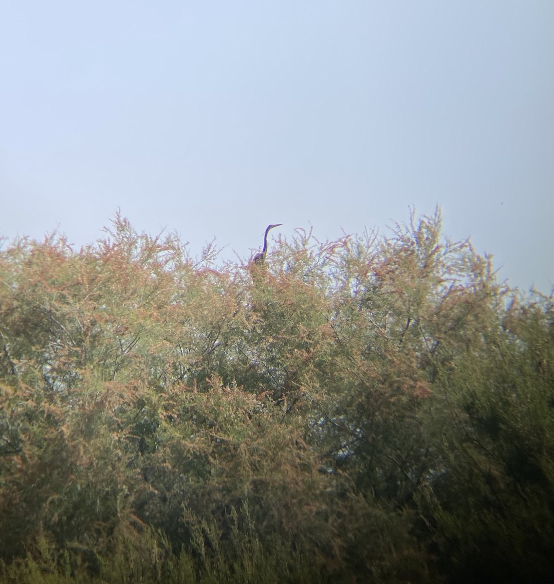 Purple Heron - ML574807801