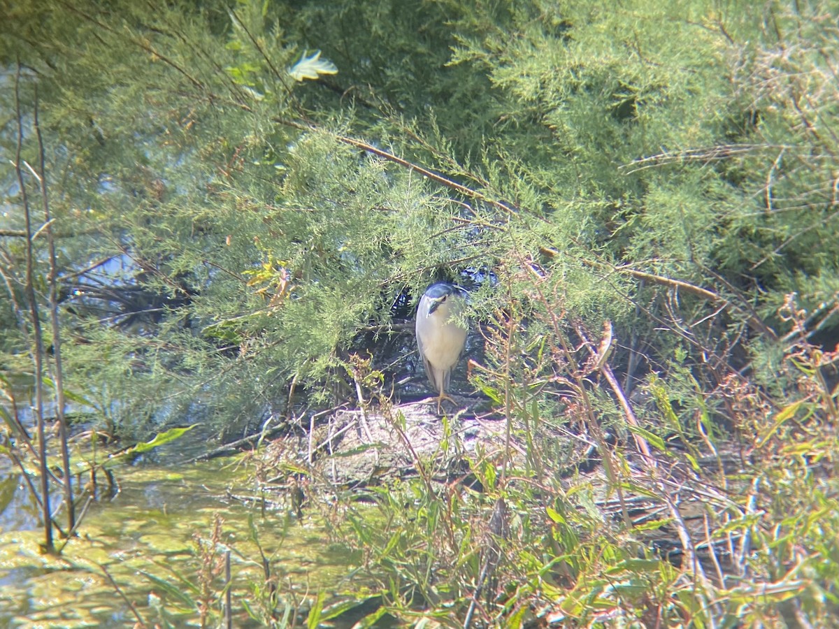 Black-crowned Night Heron - ML574807861