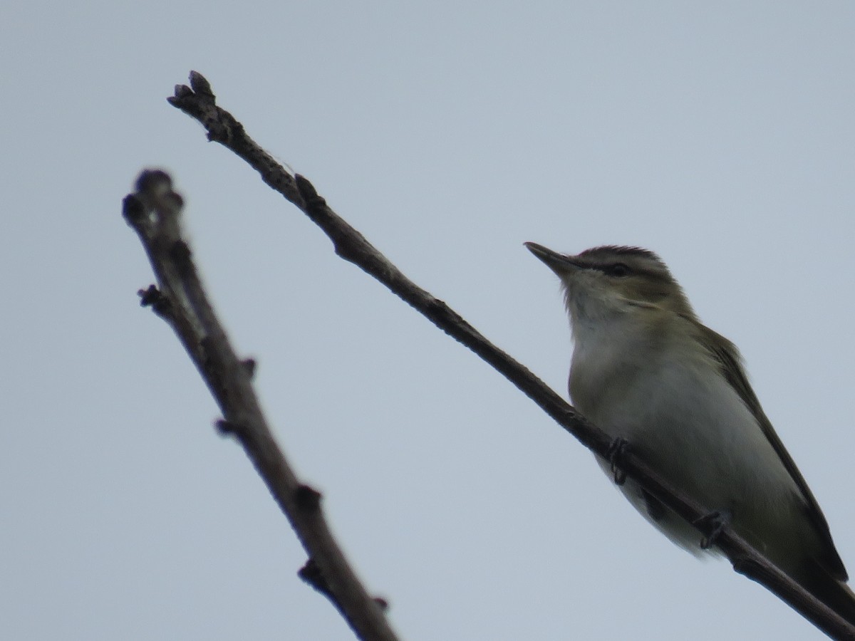 Red-eyed Vireo - ML574807901