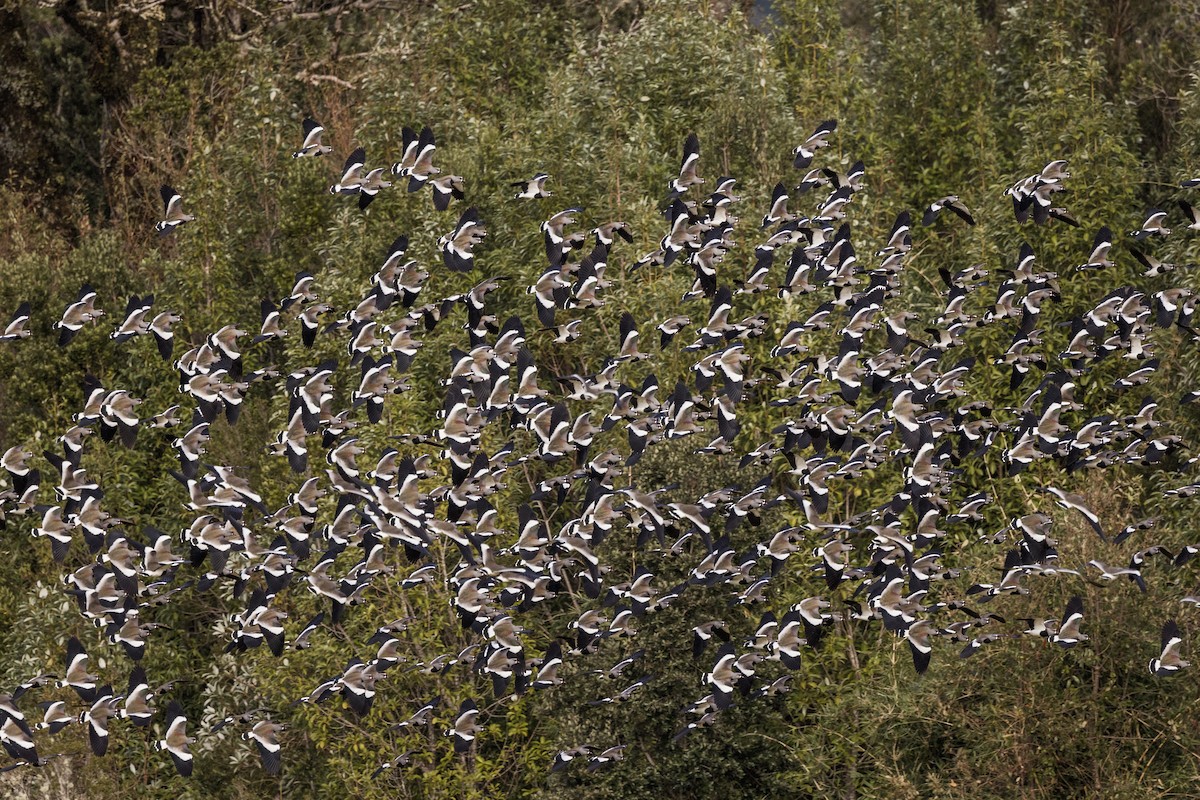 Southern Lapwing - ML574810431