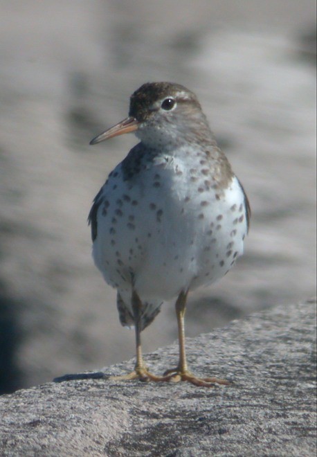 Spotted Sandpiper - ML574810541