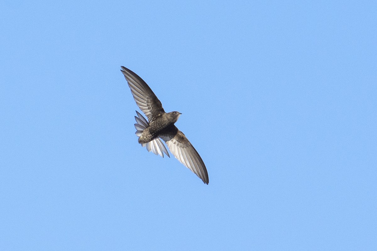 Common Swift - Luis Gracia Garcés