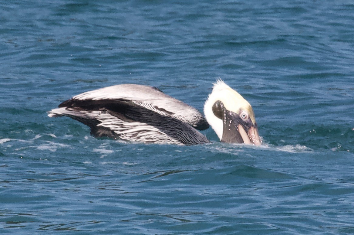 Brown Pelican - ML574811251