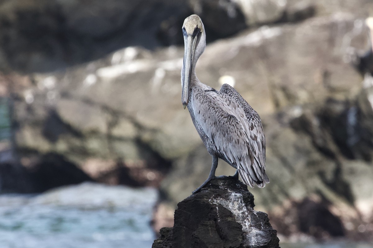 Brown Pelican - ML574811281