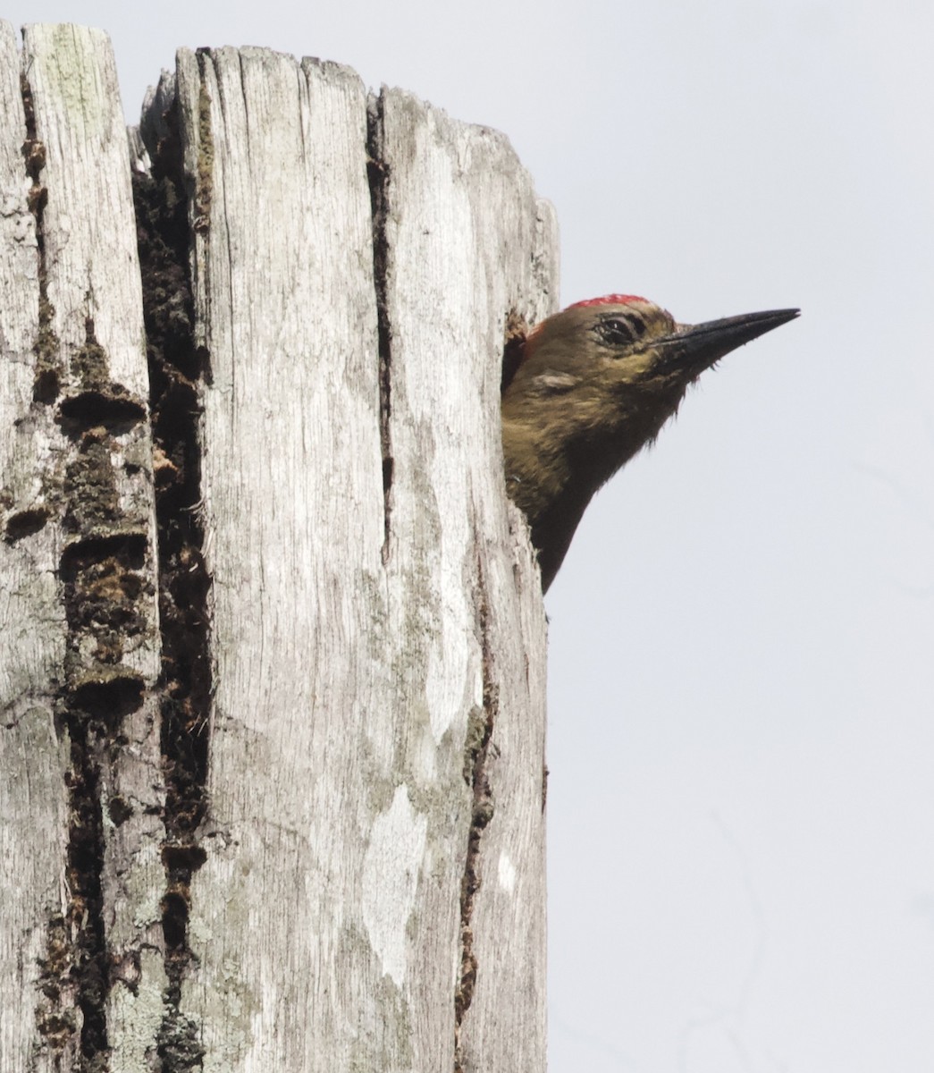 Red-crowned Woodpecker - ML574811551