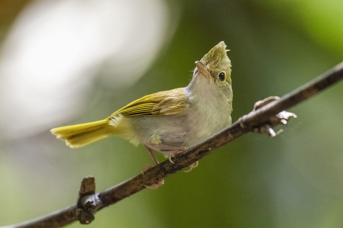 White-bellied Erpornis - Parthasarathi Chakrabarti