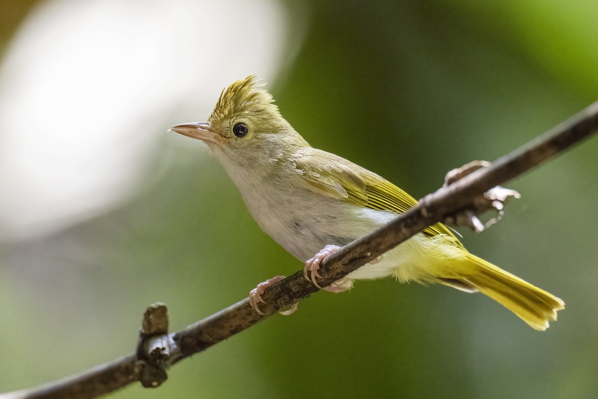 White-bellied Erpornis - ML574811651