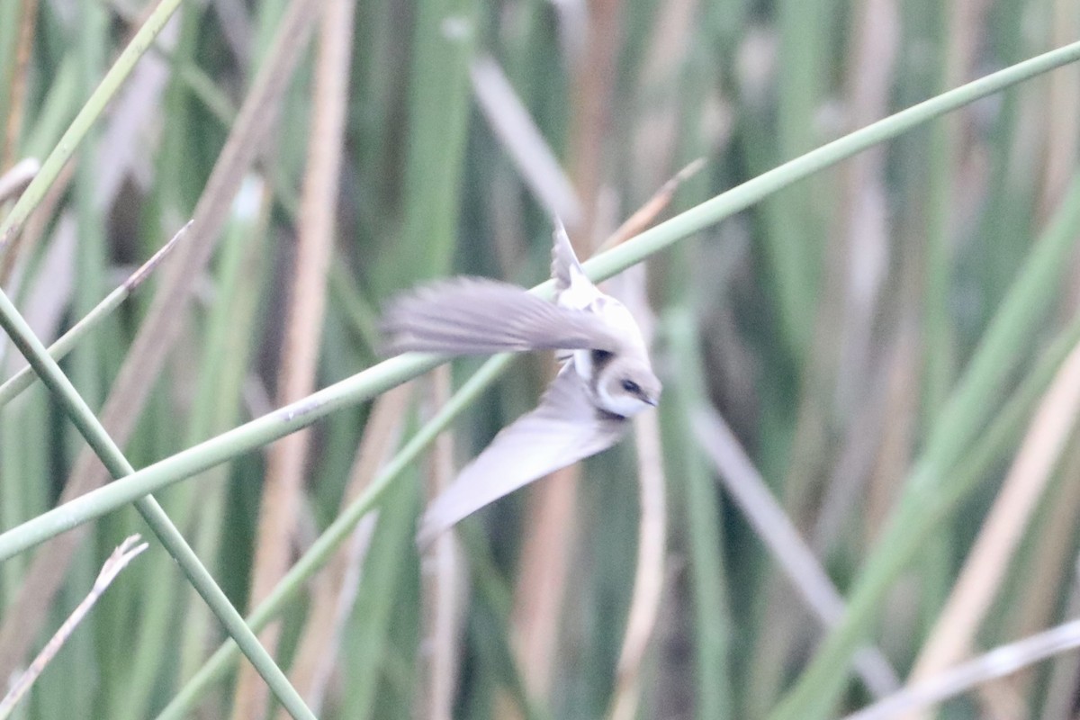 ショウドウツバメ - ML574812171