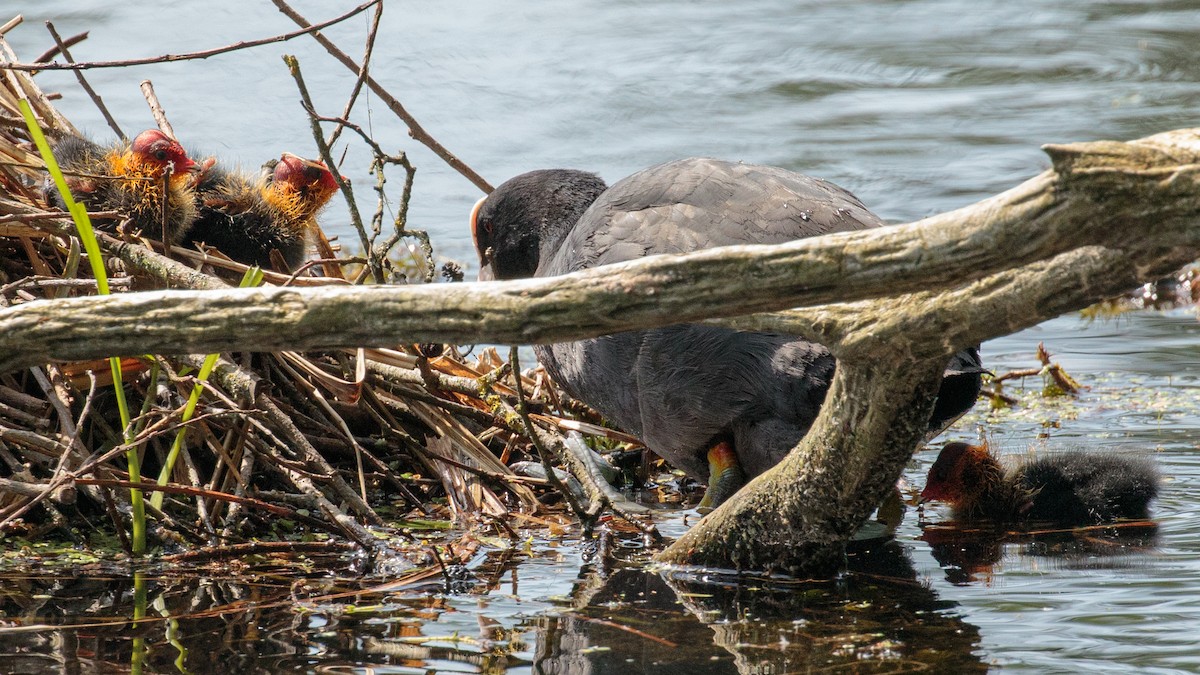 Eurasian Coot - ML574812581