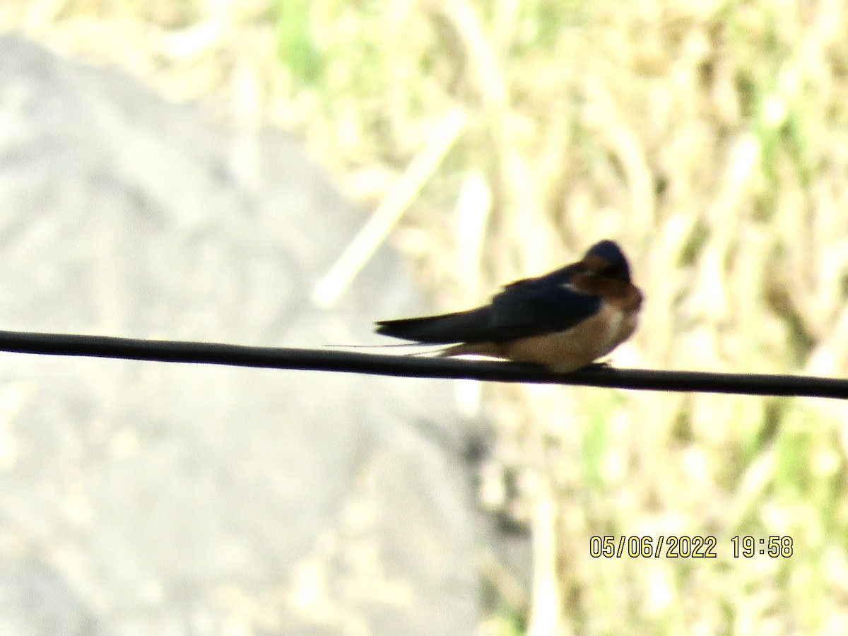 Barn Swallow - ML574813341