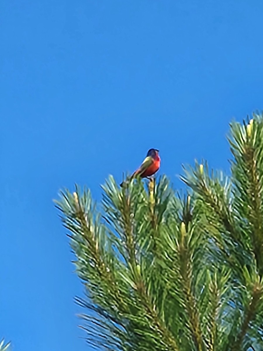 Painted Bunting - ML574814861