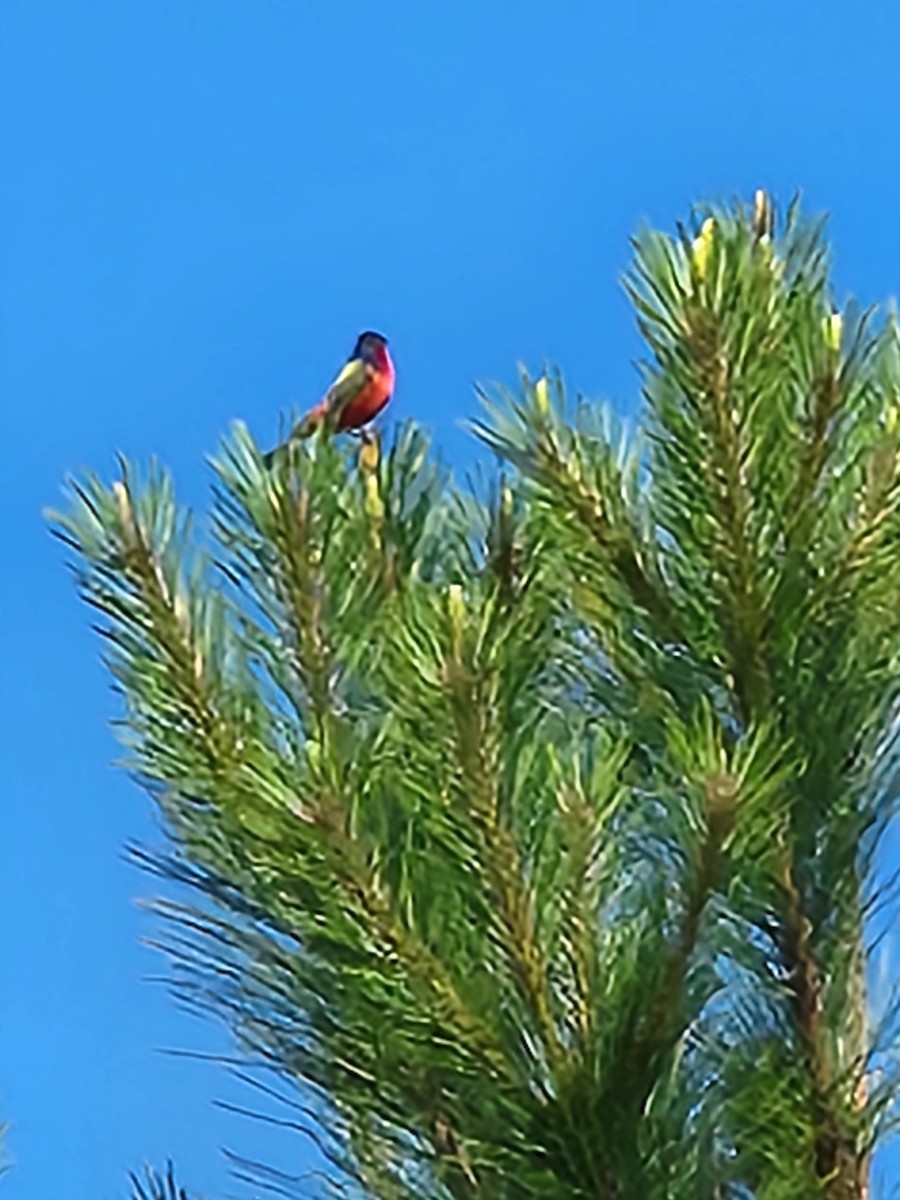 Painted Bunting - ML574815231