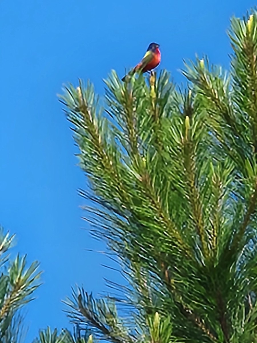 Painted Bunting - ML574815281