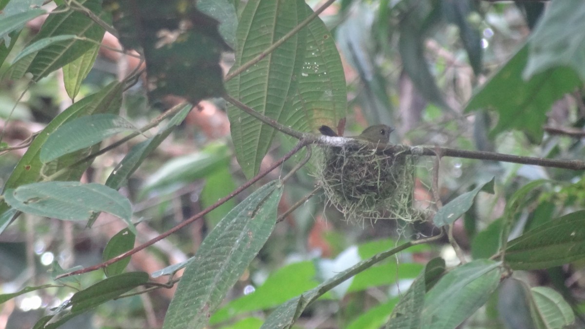 Golden-winged Manakin - ML57481631