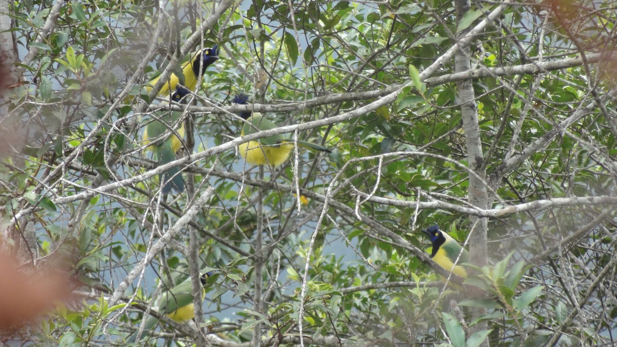 Green Jay - ML57481741